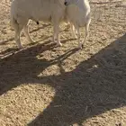 خرفان حري مغلقات شحم