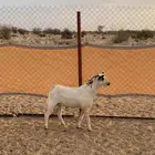 تيس بيشي ثني
