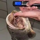 اسماك