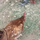 ديوك بلدي