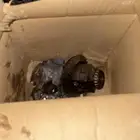 كرونه ددسن حشر