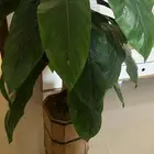 جديده للبيع سبب البيع نقل