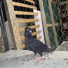 حمام قطيفي معقد