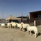 ذبائح مناسبات وثلاجه
