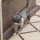 قط مفقود