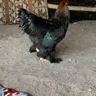 ديك براهما الماني فاخرر