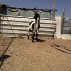 القصيم طريق القرين