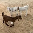 تيوس بلديه نظيفه
