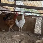 ديك و 3 دجاج