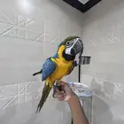 مكاو