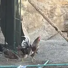 ديك كفو للبيع يلقح يذن شرط