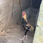 دجاج بكستاني