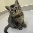 تبني قطط الأم مع الكتن