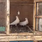 جوز صنعاني بينو