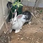 أرنبين مع قفص كبير