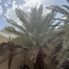 نخل للبيع برحي و خلاص