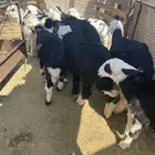 طليان ورخال ونجادا