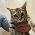 بسة بيت للتبني