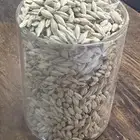 شعير وطني للبيع تقاوي