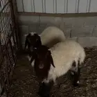 خرفان نعيم