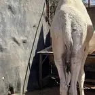 قعود كفو اوضح عمره سنه ونص للبيع