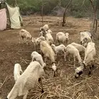 ضان مناتيج