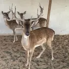 فلودير هولندي منتج