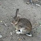 أرنب ذكر شنشلا