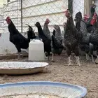 القصيم الرس طريق القرين