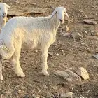 طلي ذبيحه نضيف