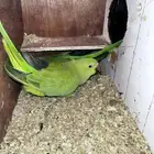 جوز دره هندي منتجه