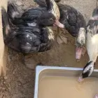 بط للبيع بلدي