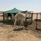 للبيع حوار عمر 6 شهور