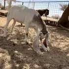 جفره هولنديه