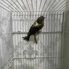 دكر كناري كرست