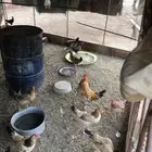 دجاج بلدي نظيف