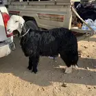 خروف نجدي طيب