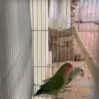 جوز روز منتج معه بيض (تم البيع)