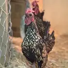 ديك سبرايت العدد 3