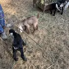 معزا متابيع 6 يتبعها9