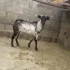 للبيع تيس فحل