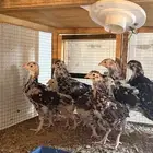 للبيع صوص دجاج سوساكس الانجليزي