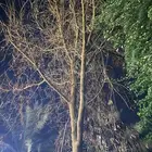 حطب من شجر النيم