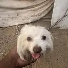 جراوه مالتيز
