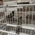 عصفورين نوعهم بلبل ابيض  الخدين