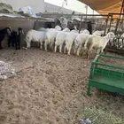 طليان حريه