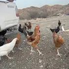 ديوك تركي