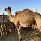 لقحه مجهم من فروع البل مجموع بالحليب ناقة سطل شرط الحد6200