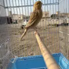 للبيع كناري اثنين الجنس ذكر