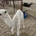 قعود ضيار